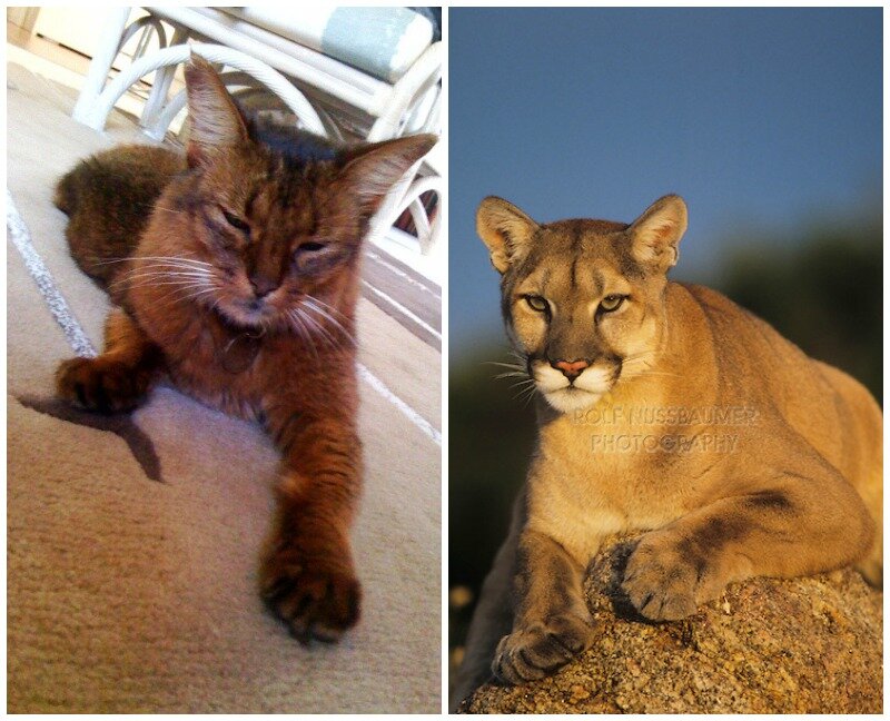 somali cat puma cougar comparison