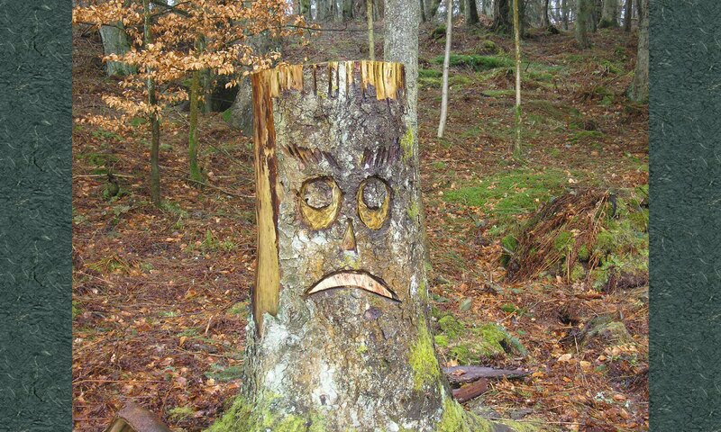 Sad_Face_in_Wooplaw_Woodland_-_geograph.org.uk_-_760196